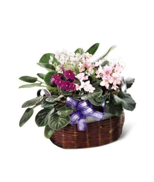 Les violettes africaines · C36-3559 · FTD · FleuristesQuebec.com